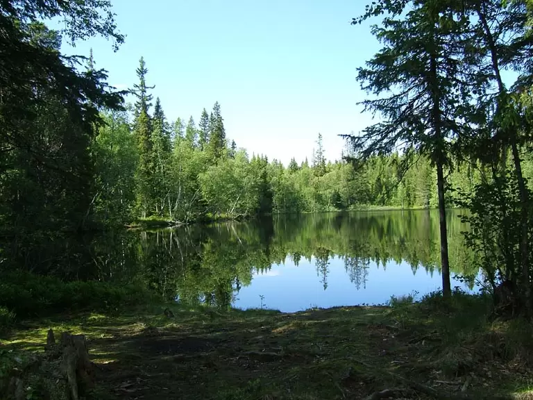 Лесное озеро на Соловках