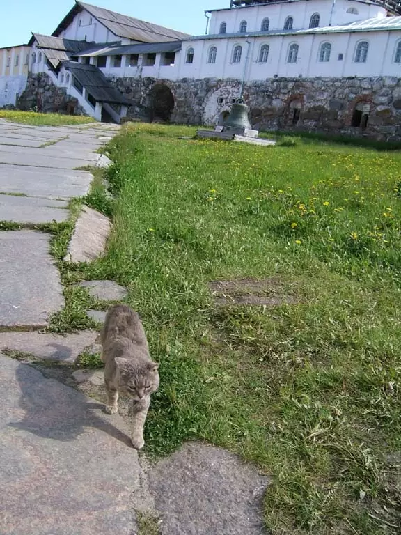 Монастырский кот. Охраняется государством!