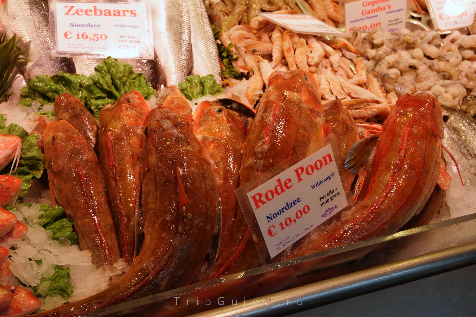 Морской петух (rode poon) по 10 евро за килограмм