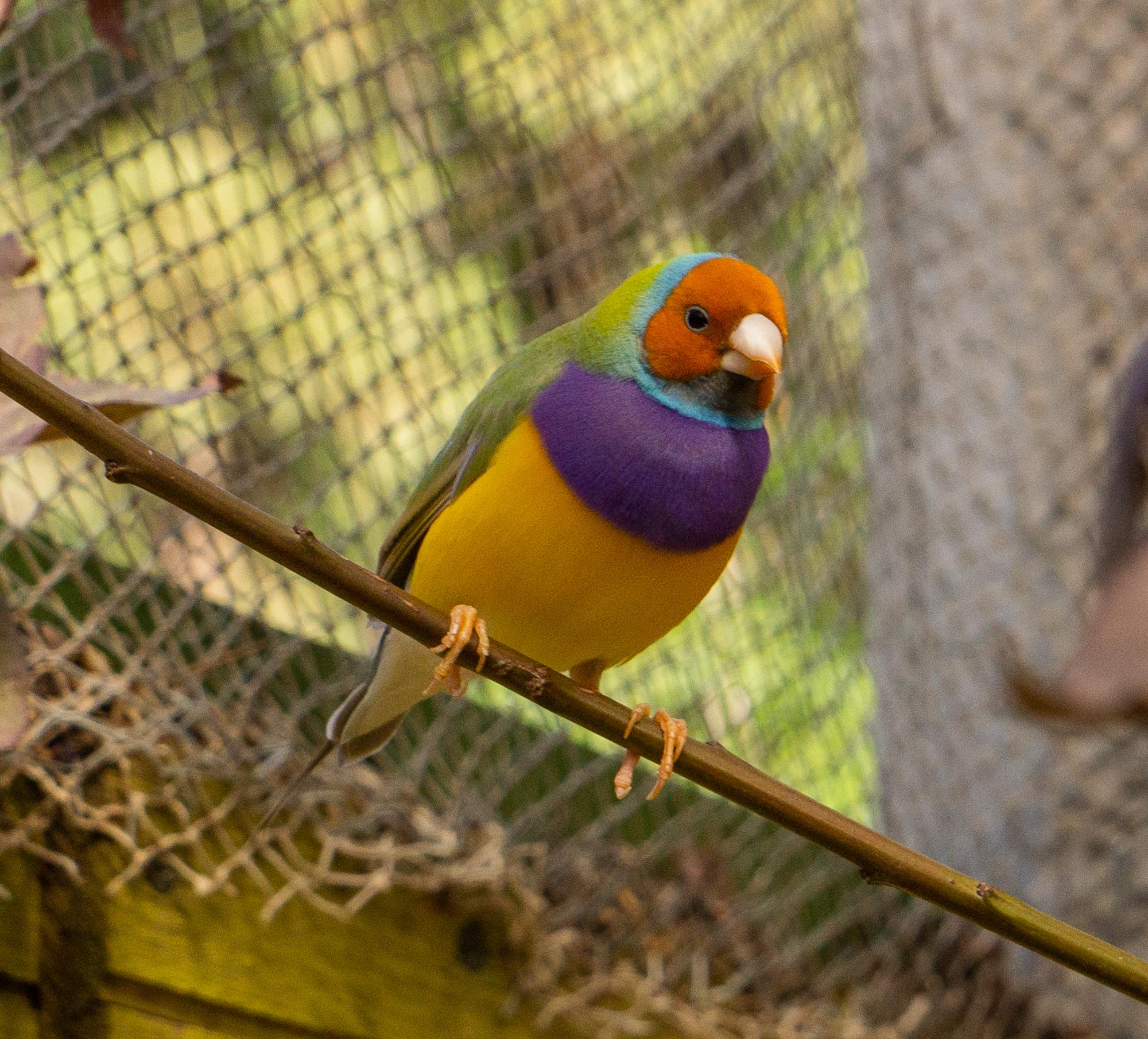 Гульдова амадина с рыжей головой, Птичий сад Дендрария