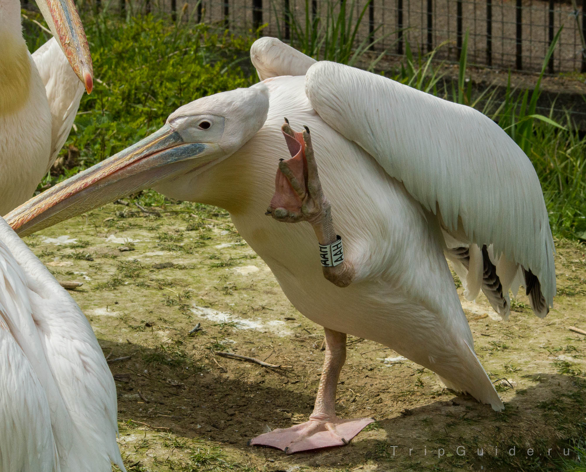 Розовый пеликан (great white pelican, eastern white pelican, rosy pelican or white pelican)