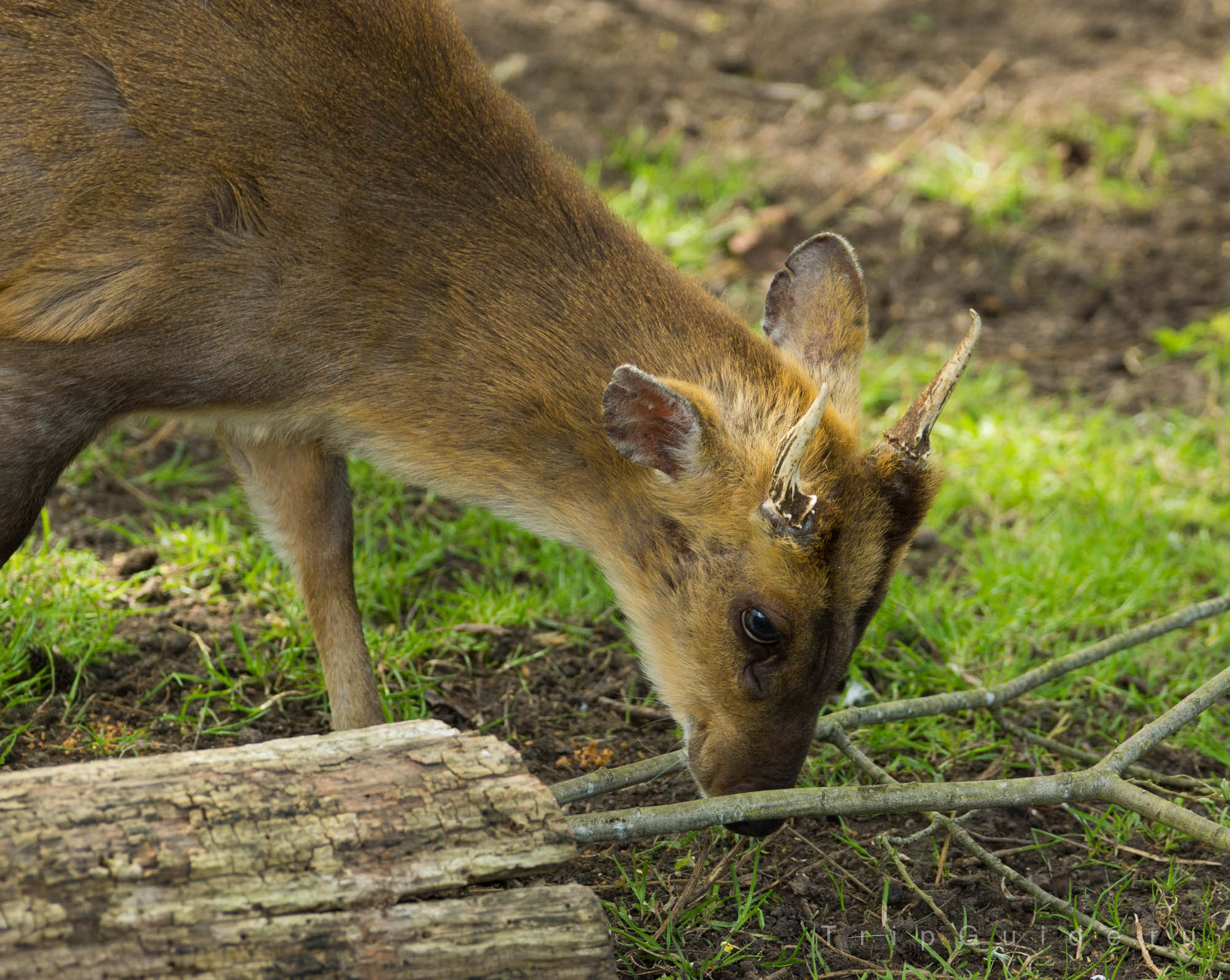 Красный дукер (Red forest duiker) — зоопарк Лондона