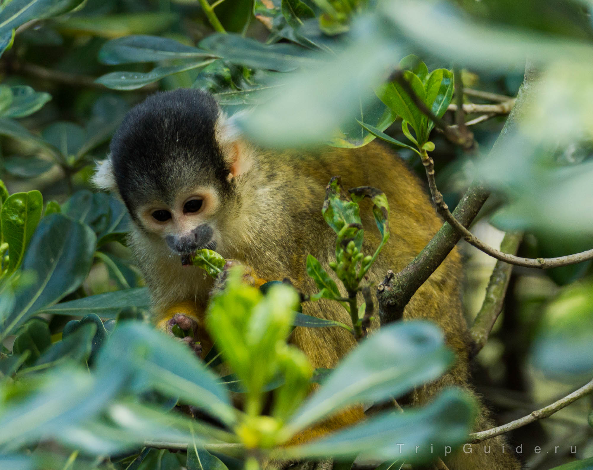 Саймири (Black-capped squirrel monkey) в зоопарке Лондона
