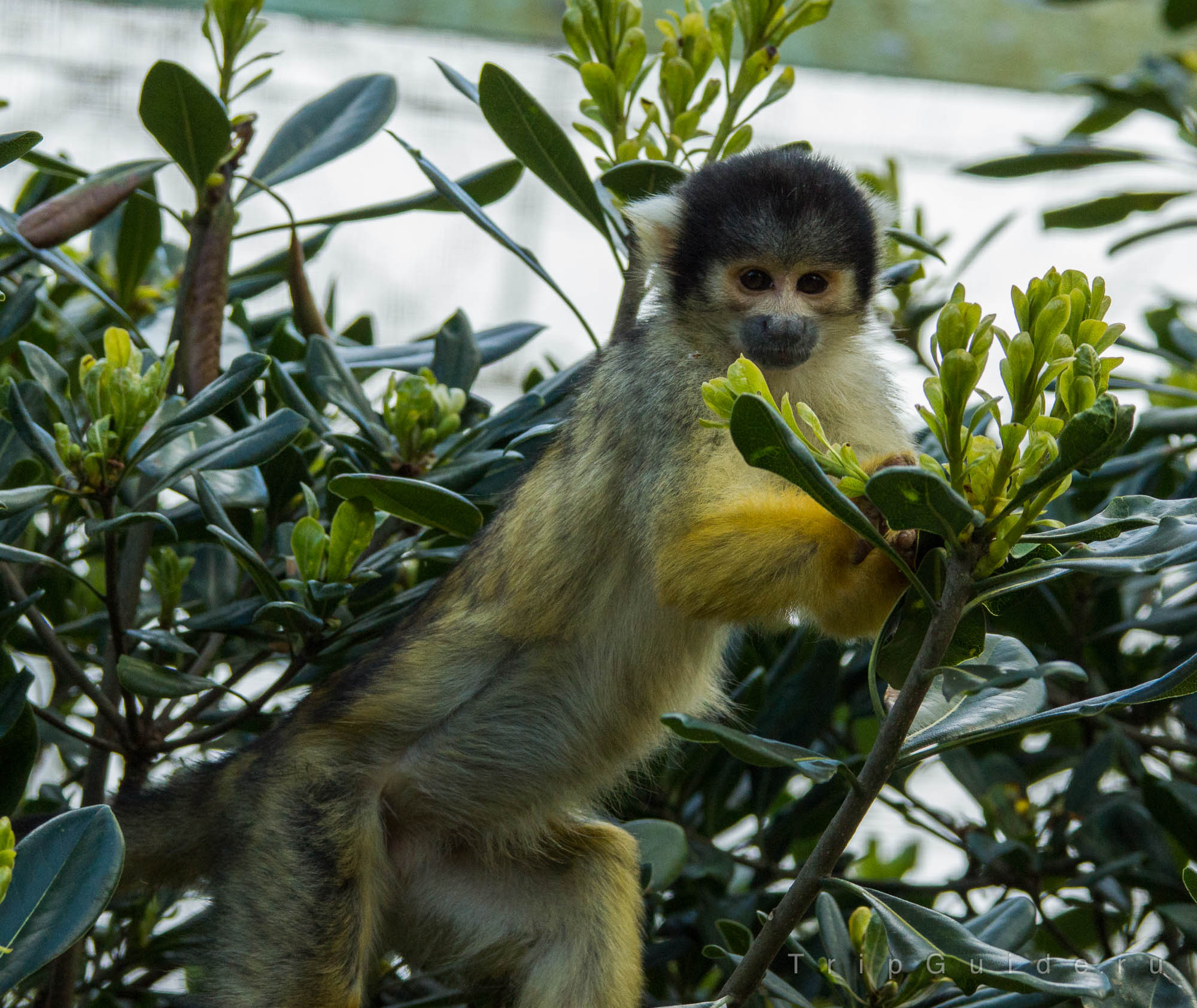 Саймири (Black-capped squirrel monkey)