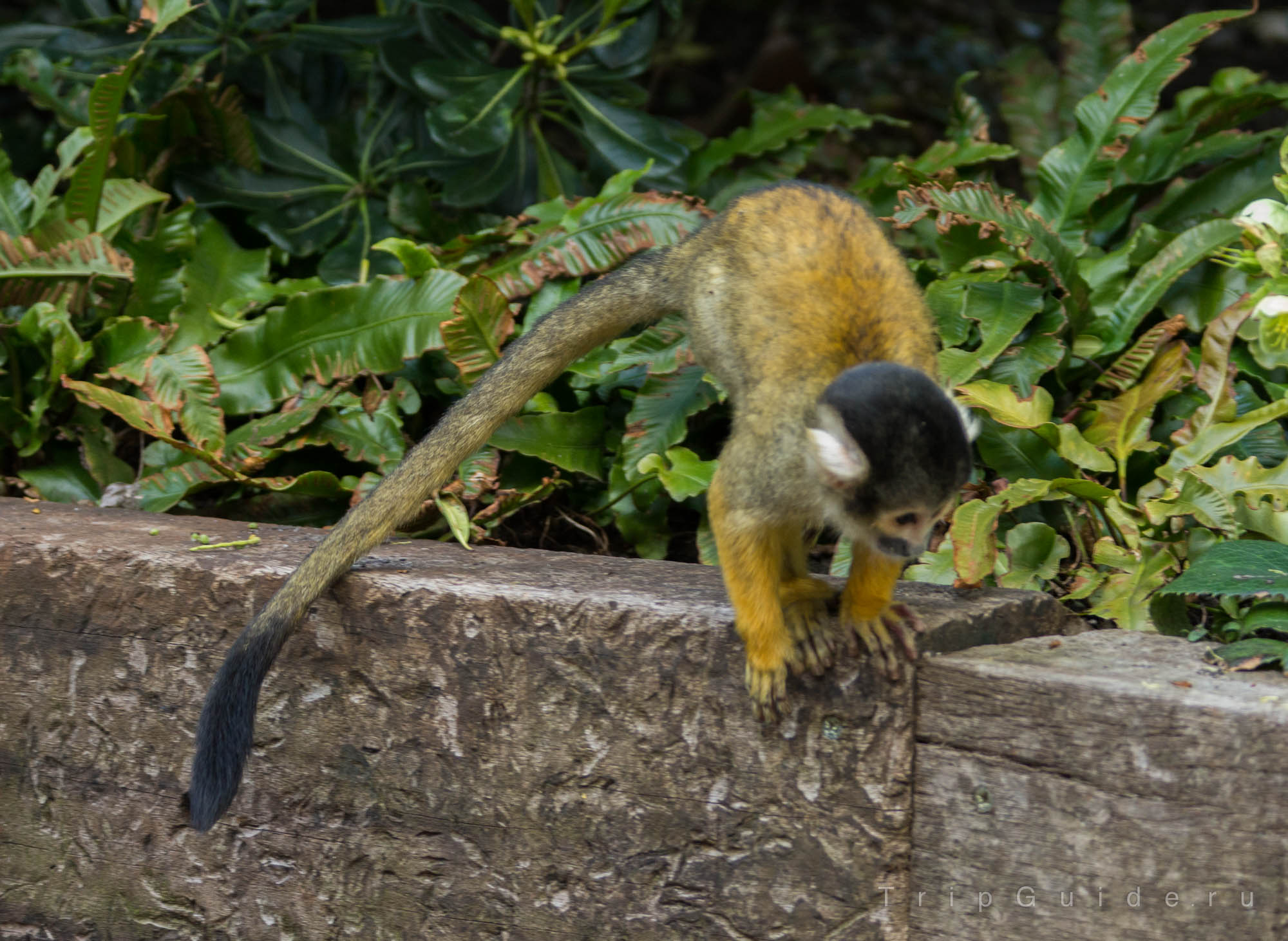 Саймири (Black-capped squirrel monkey) в зоопарке Лондона