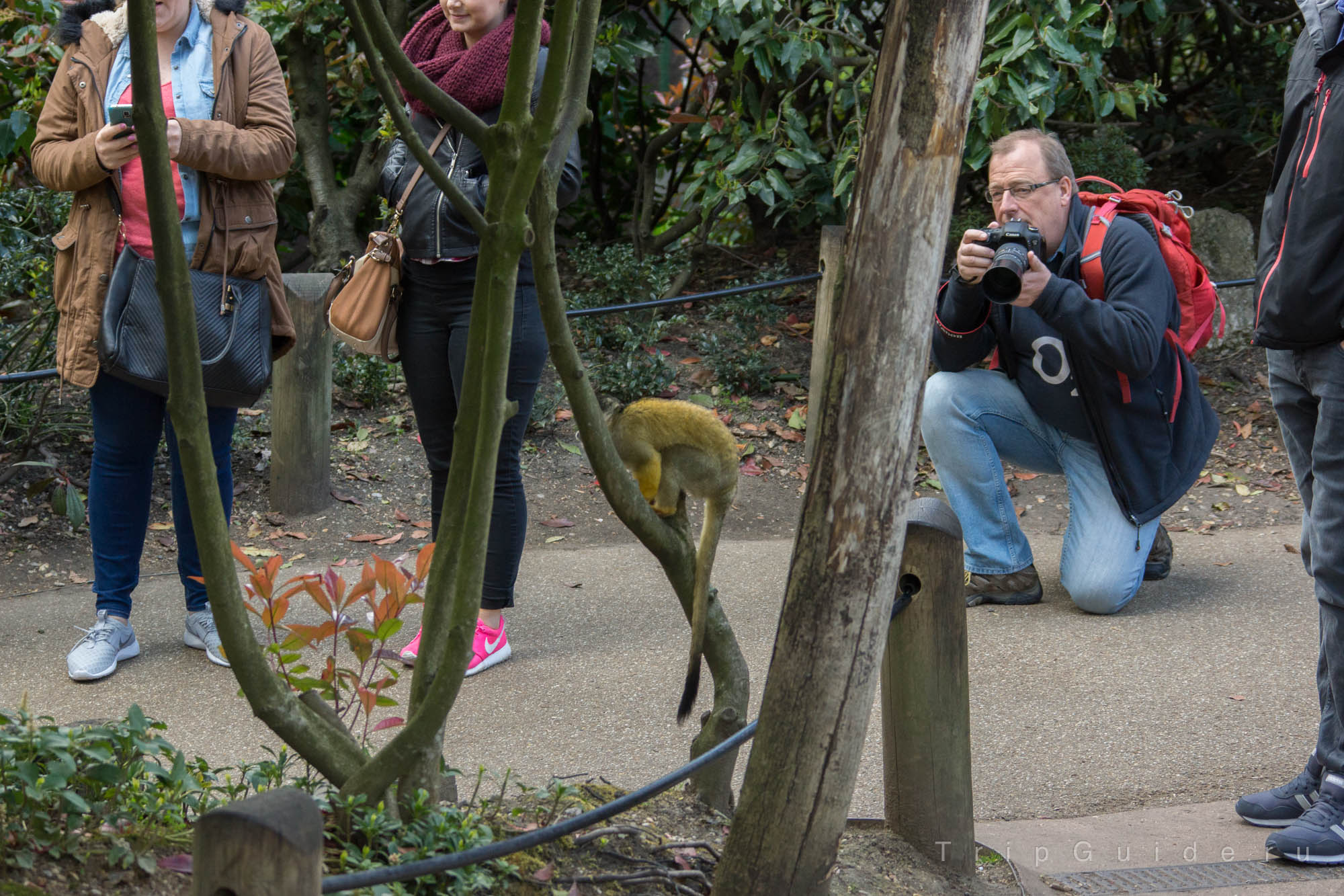 Саймири (Black-capped squirrel monkey) в зоопарке Лондона