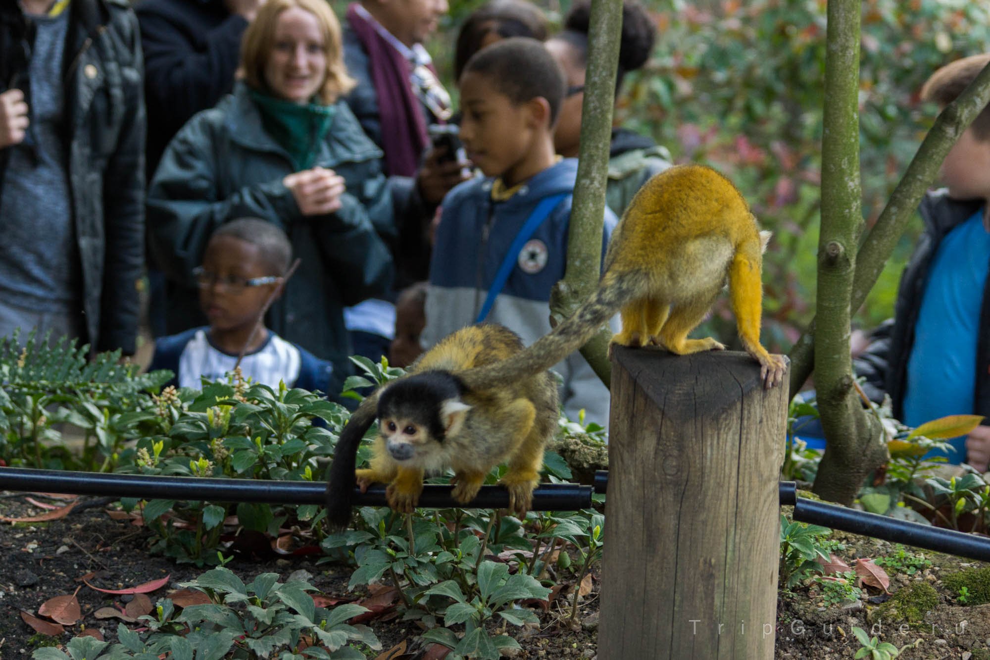 Саймири (Black-capped squirrel monkey) — зоопарк Лондона