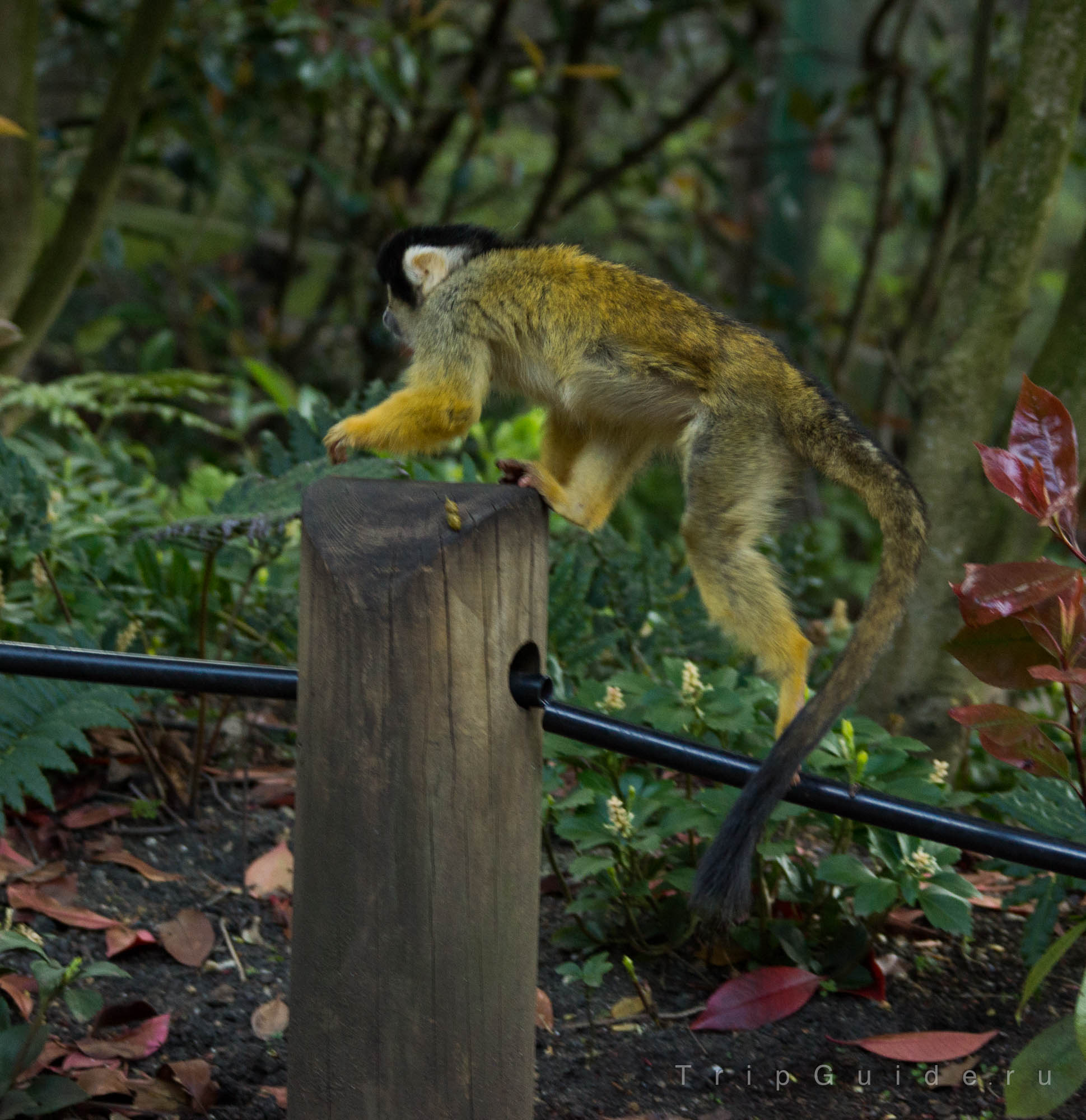 Саймири (Black-capped squirrel monkey) в зоопарке Лондона