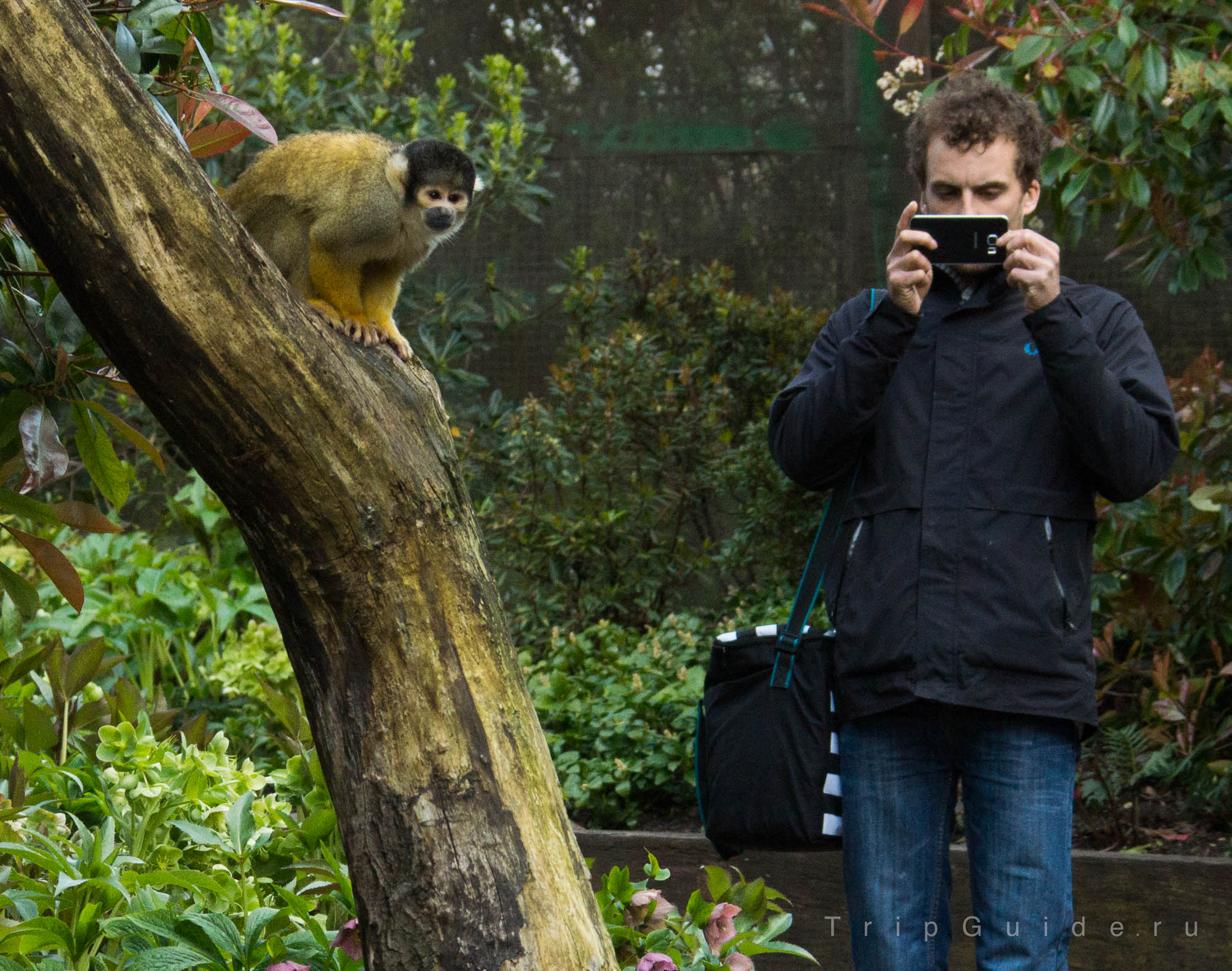 Саймири (Black-capped squirrel monkey) — зоопарк Лондона