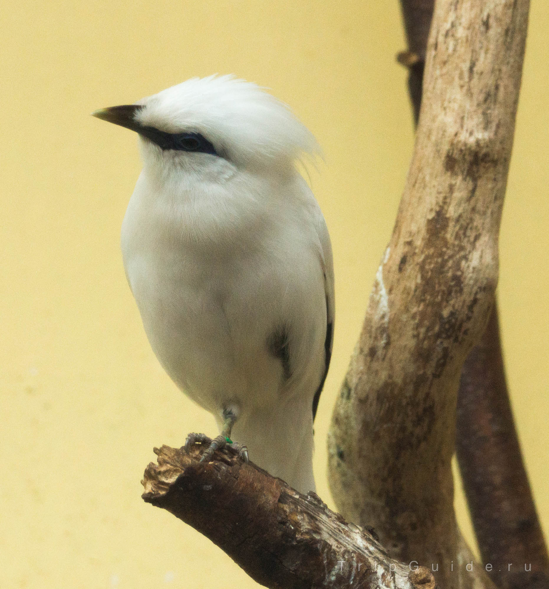 Балийский скворец (Bali myna) в зоопарке Лондона