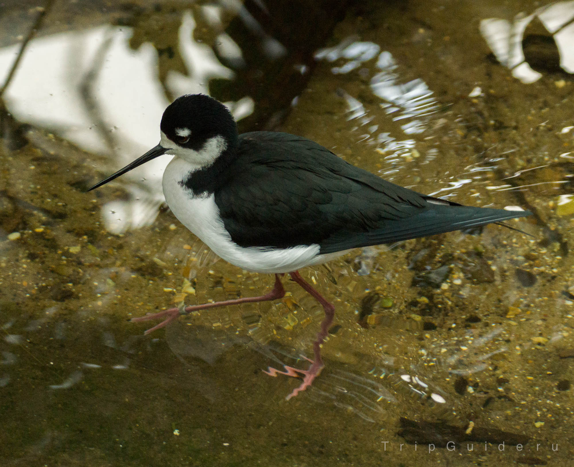 Ходулочник черношапочный  (Black-necked stilt / Himantopus mexicanus)