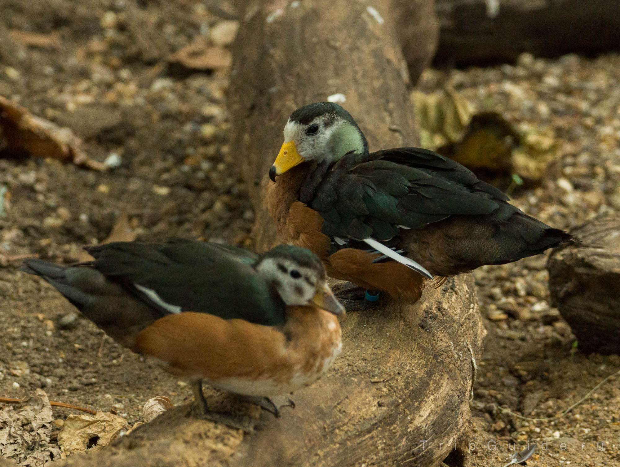 Африканский блестящий чирок (African pygmy goose) в зоопарке Лондона