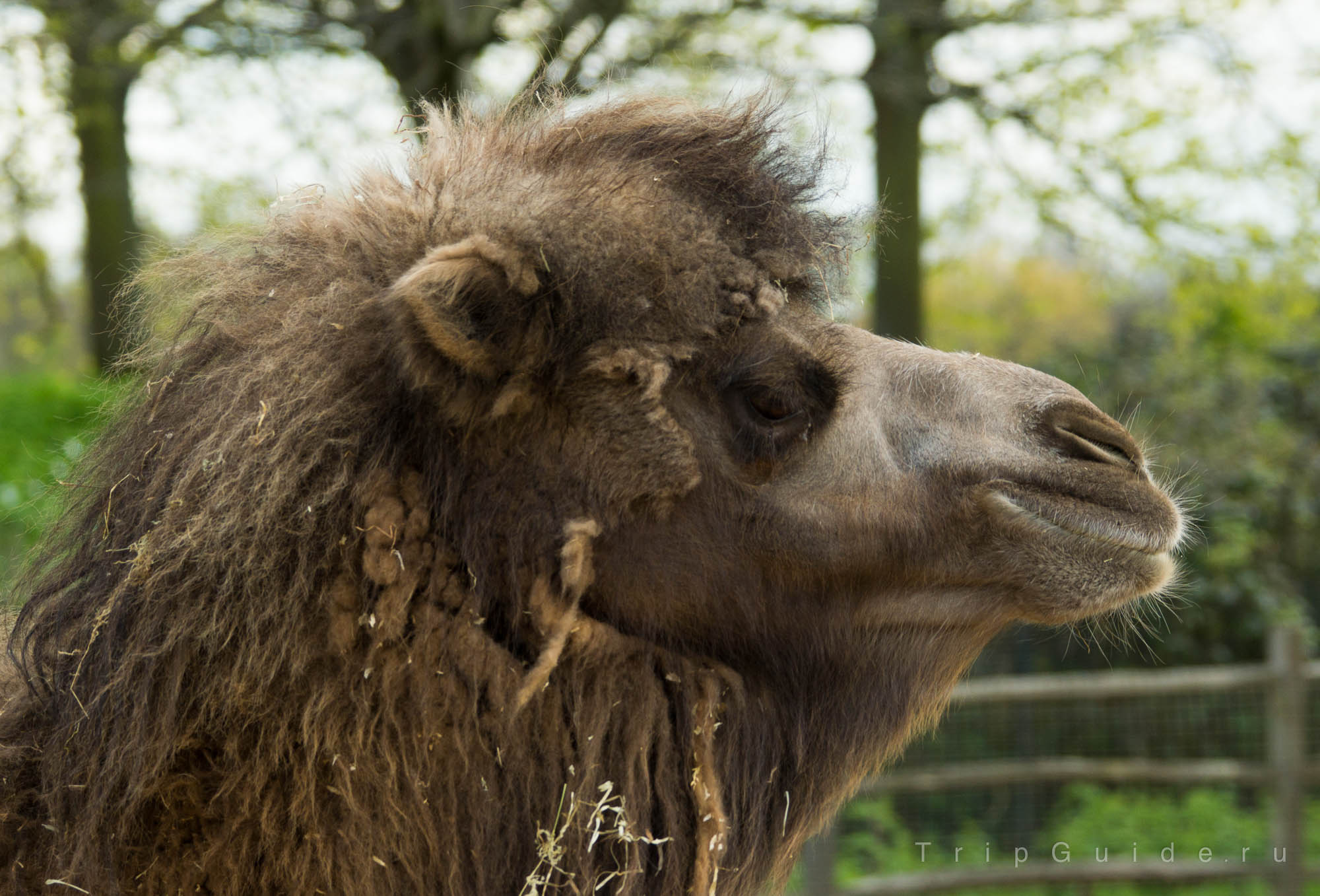 Двугорбый верблюд (Bactrian camel) — зоопарк Лондона