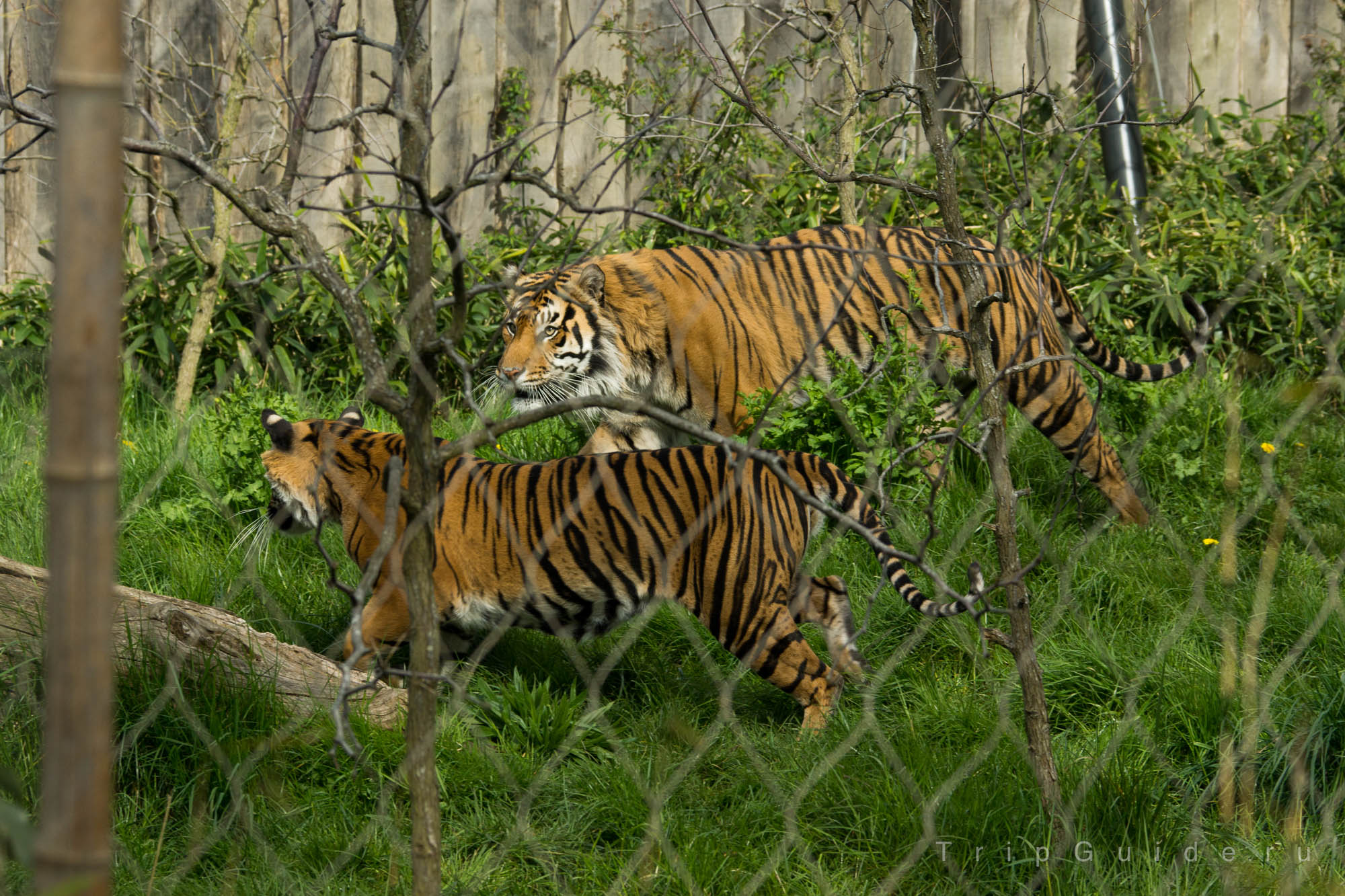 Суматранский тигр (Sumatran tiger) в зоопарке Лондона