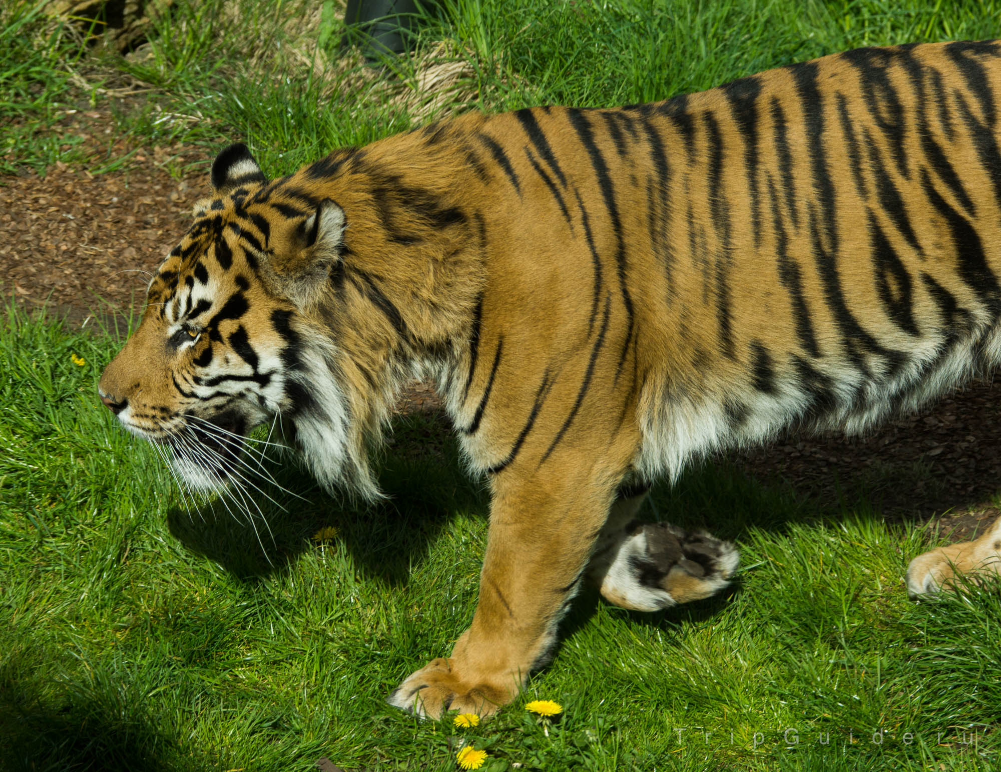 Суматранский тигр (Sumatran tiger) в зоопарке Лондона