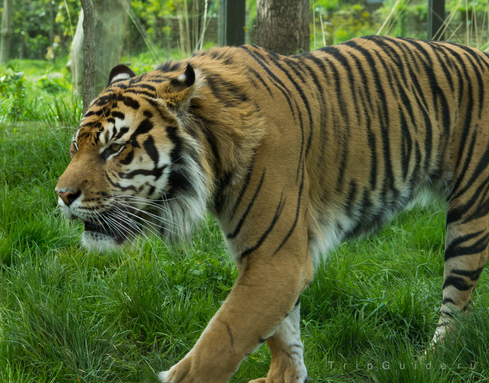 Суматранский тигр (Sumatran tiger) в зоопарке Лондона
