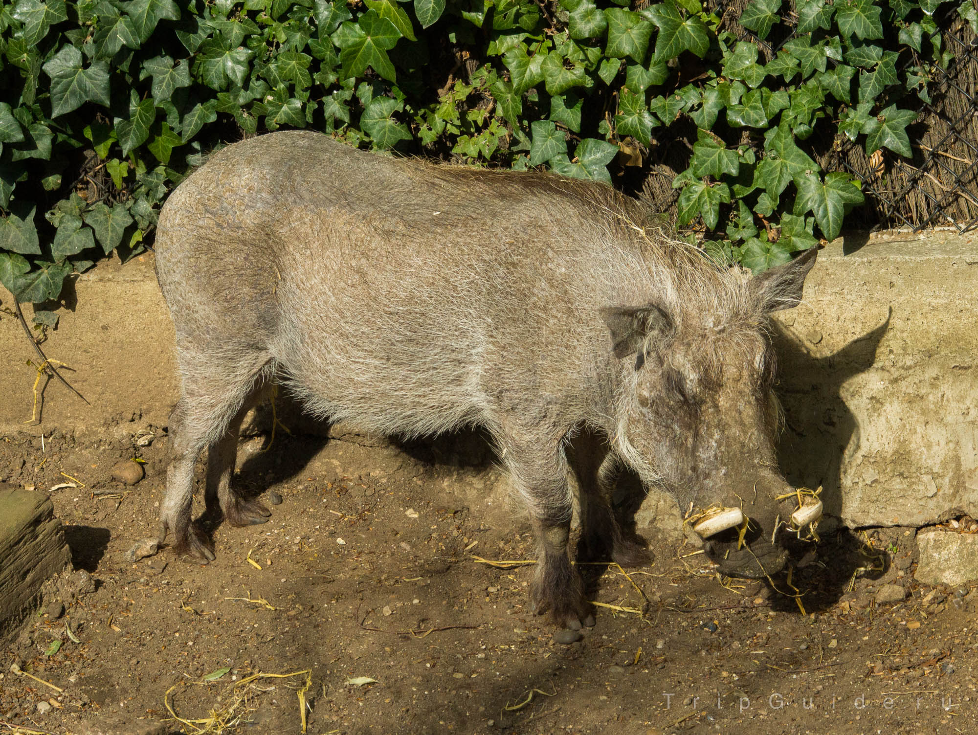 Африканский бородавочник (Warthog) — зоопарк Лондона