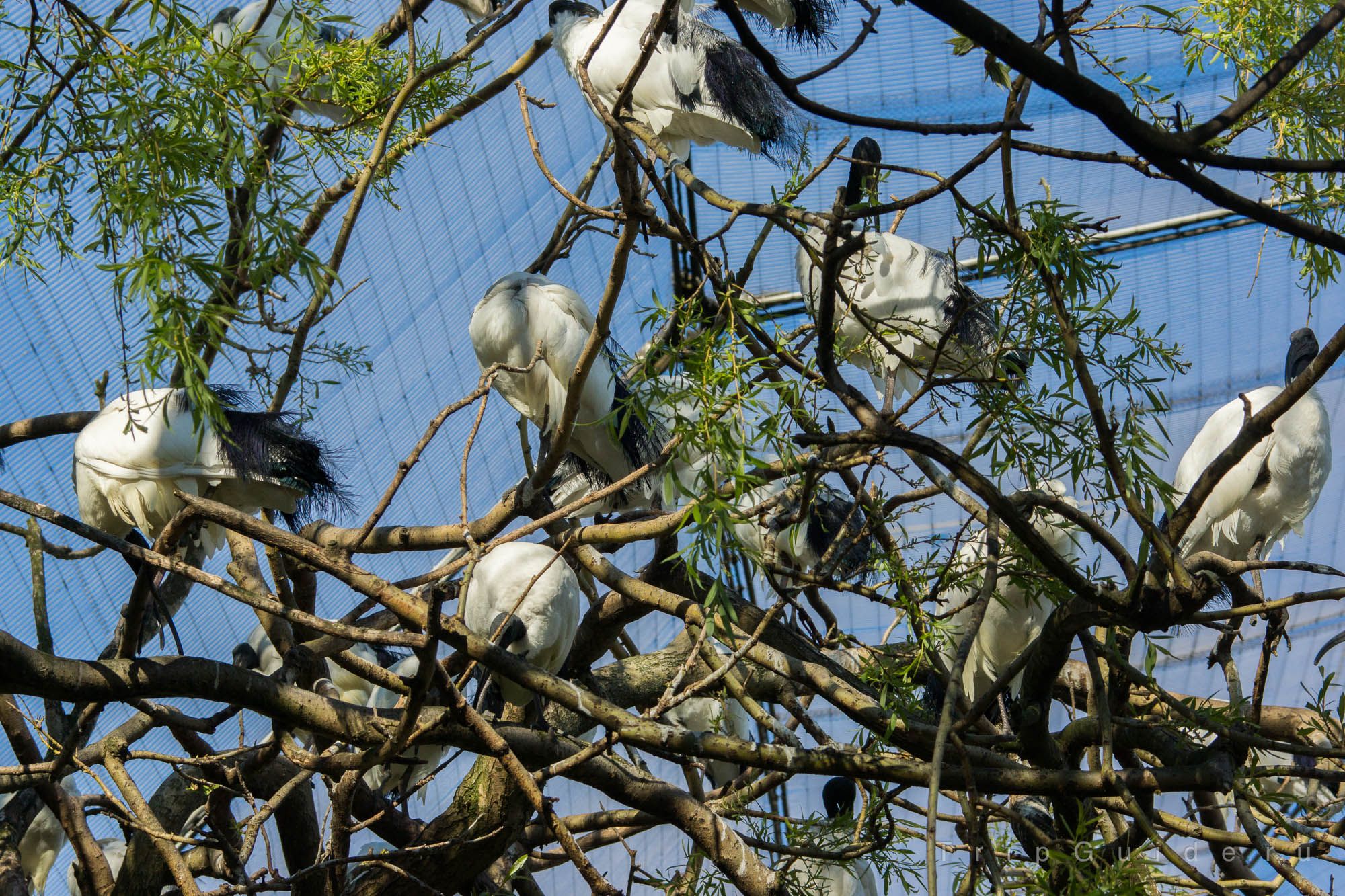 Священный ибис (African sacred ibis) в зоопарке Лондона