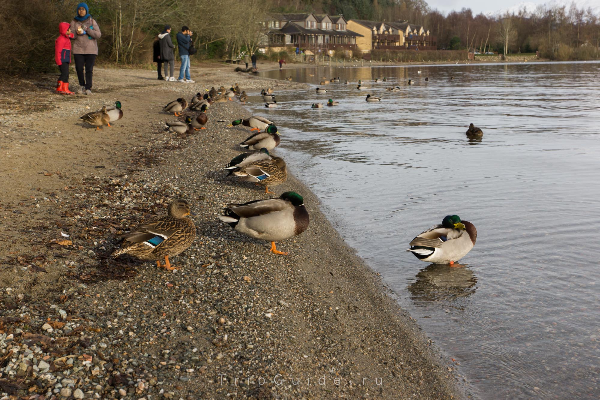 Озеро Лох Ломонд (Loch Lomond), фото 7