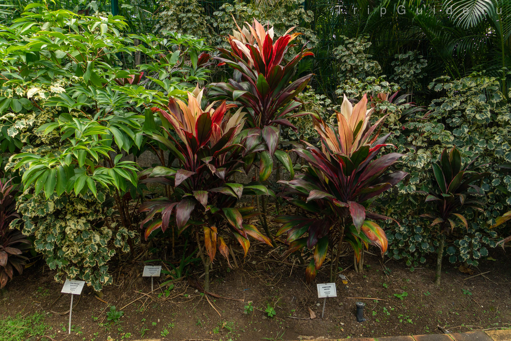 Кордилина неразделенная (Cordyline indivisa)