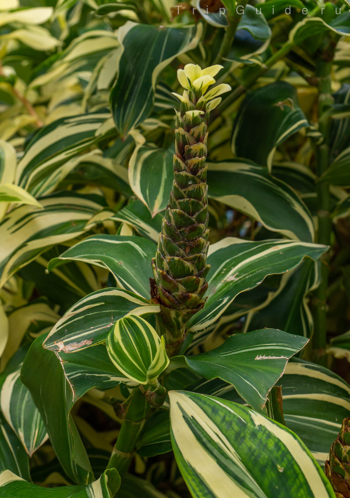 Костус прекрасный (Costus speciosus)