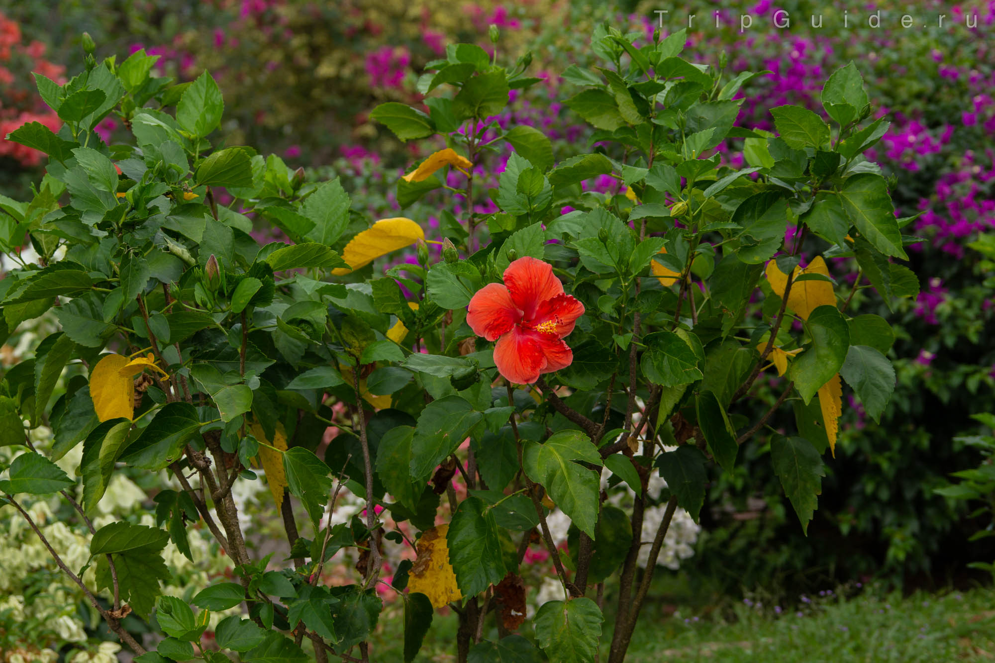 Гибискус (Hibiscus)