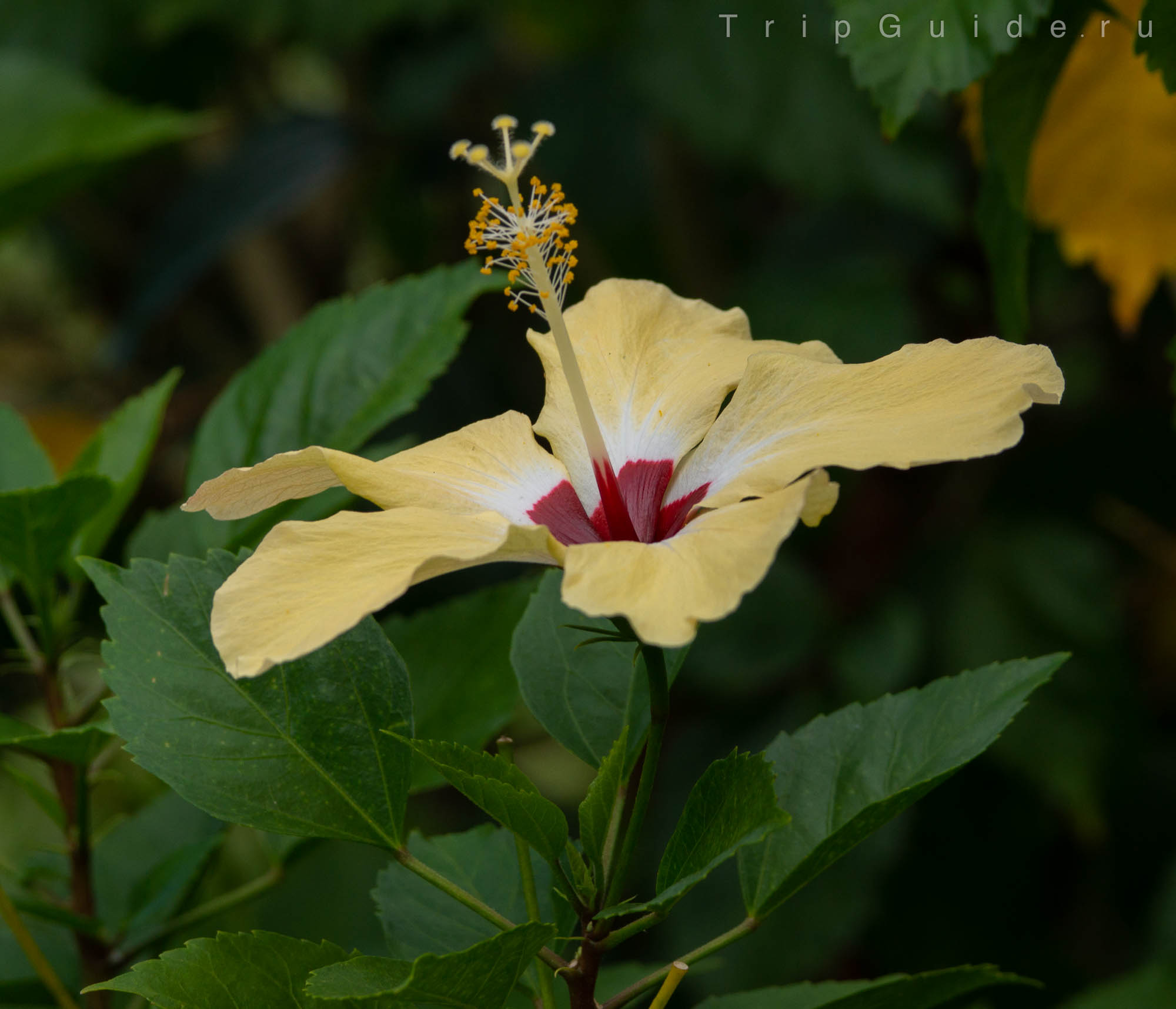Гибискус (Hibiscus)