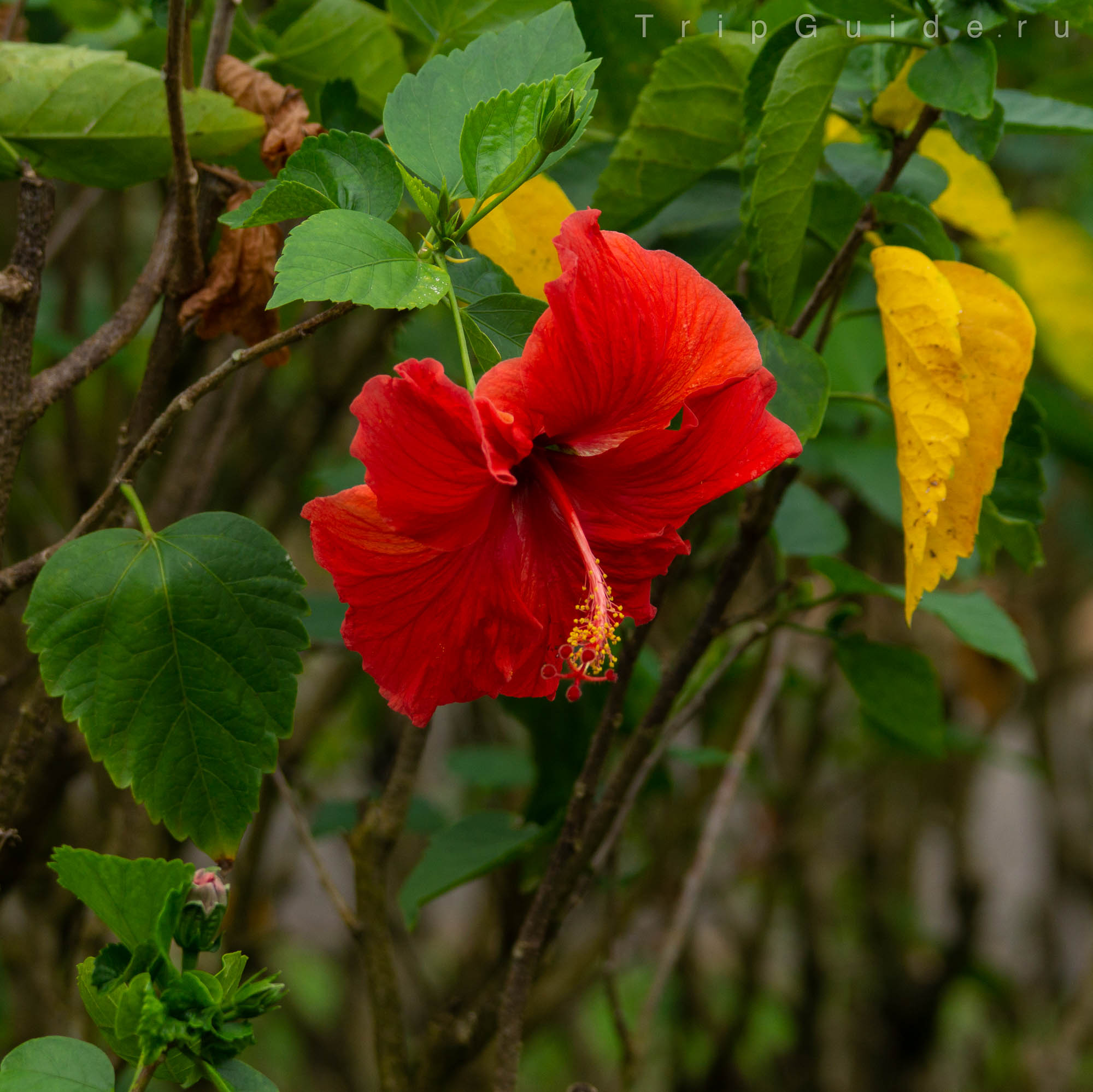 Гибискус (Hibiscus)