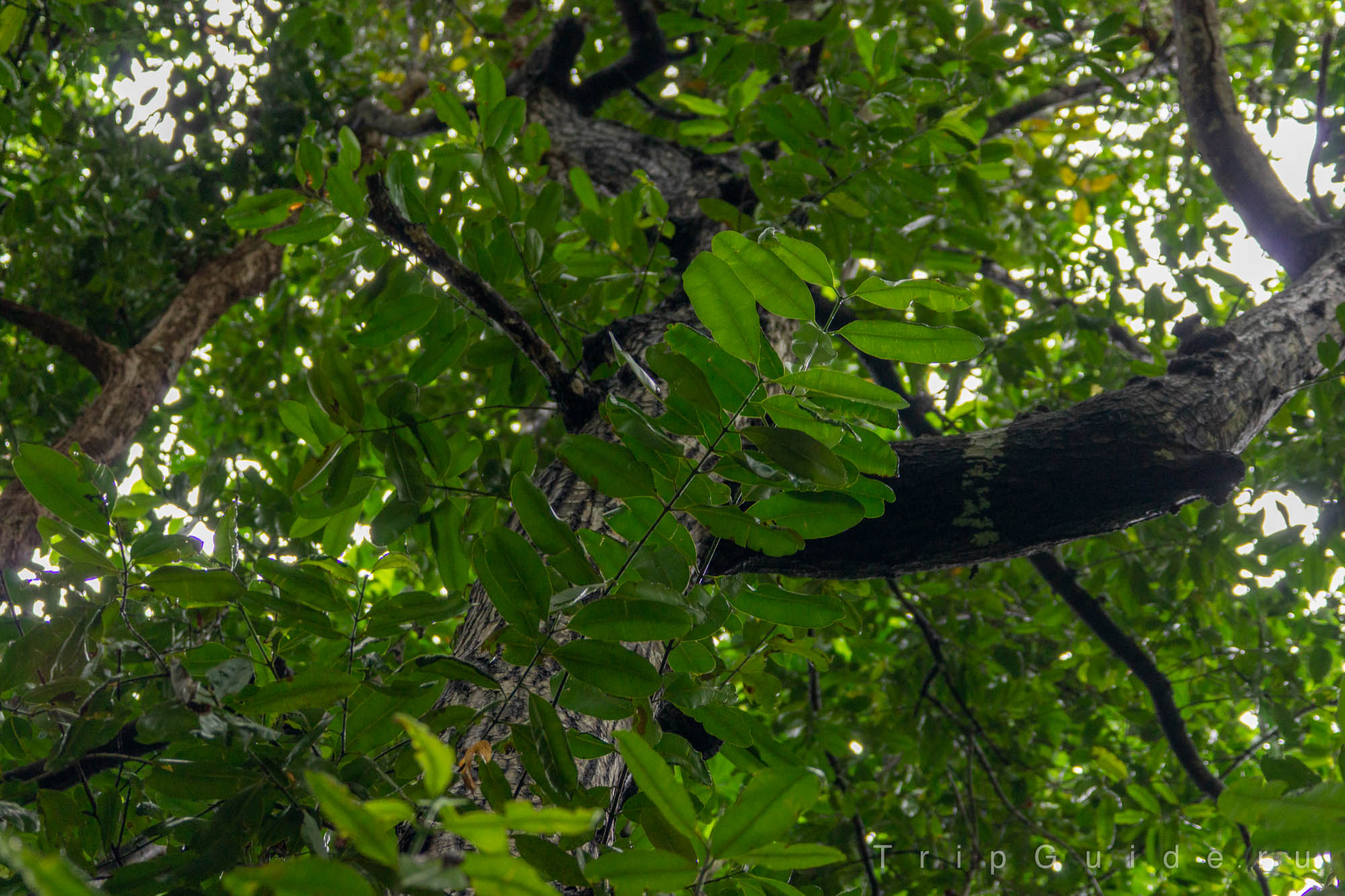 Дерево такамака (Calophyllum inophyllum)