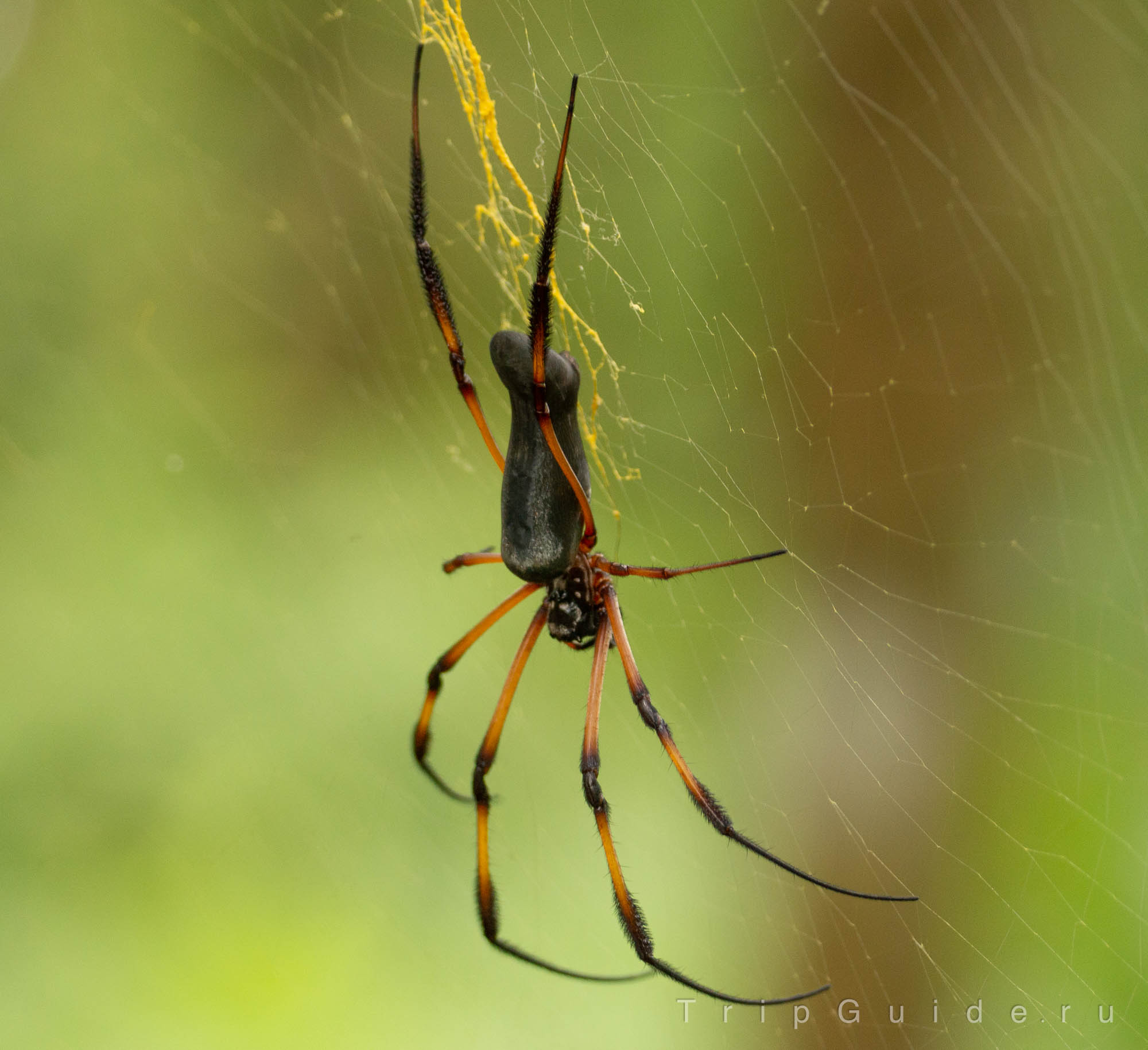 Кругопряд-нефил (nephila inaurata)