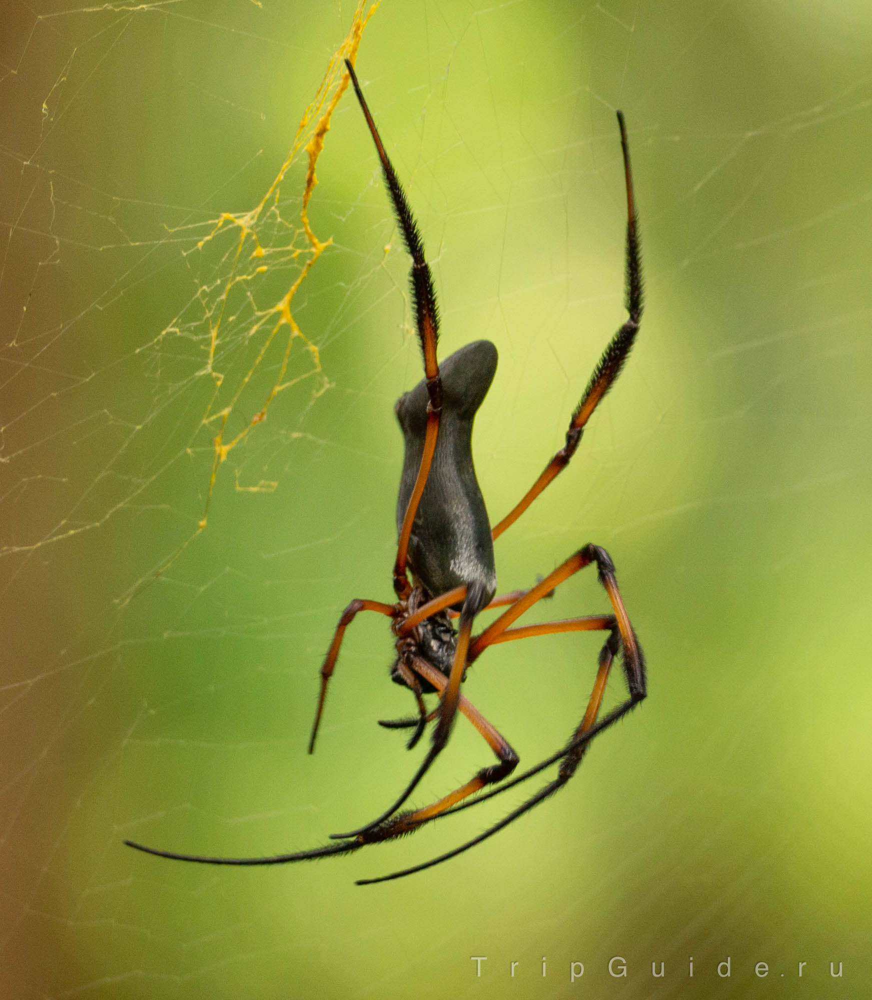Кругопряд-нефил (nephila inaurata)