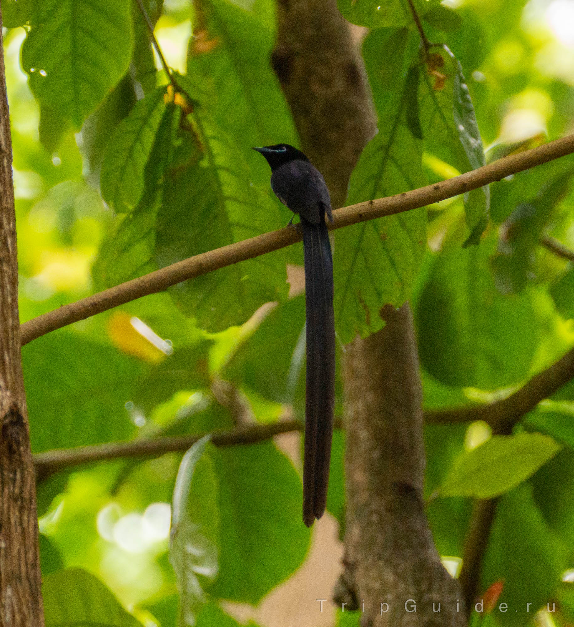 Сейшельская райская мухоловка