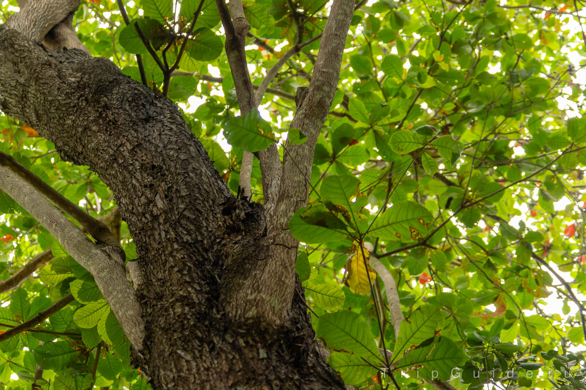 Индийский миндаль (Terminalia catappa)
