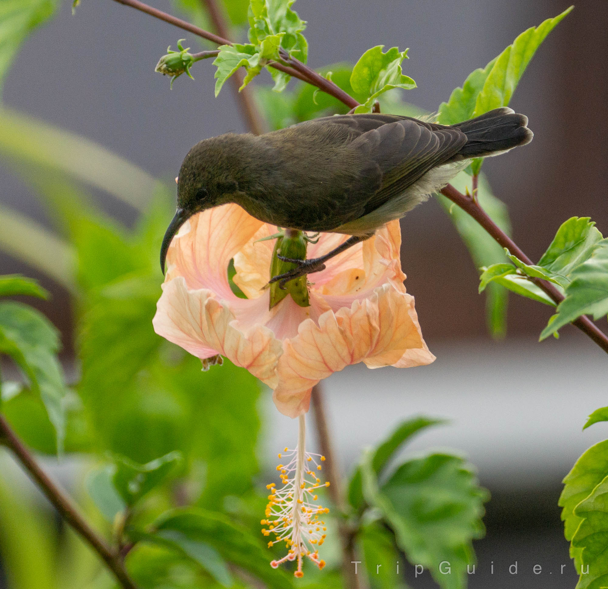 Сейшельская нектарница (Seychelles sunbird)