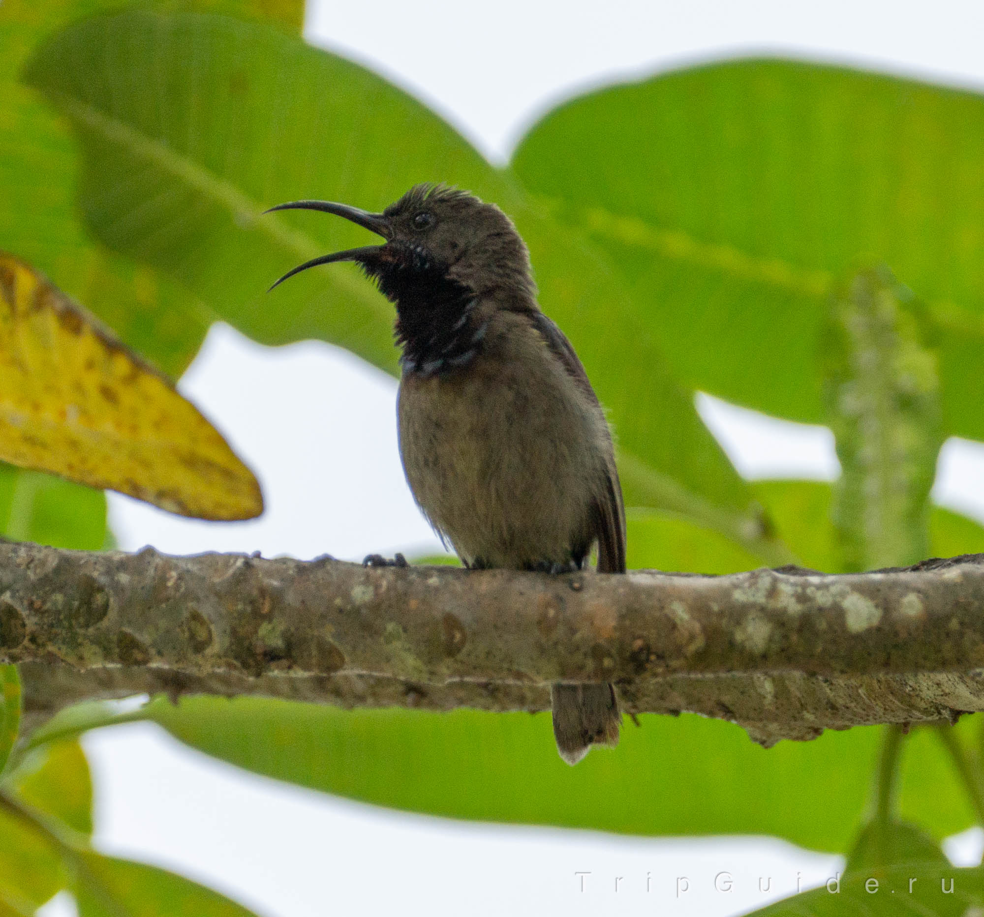 Сейшельская нектарница (Seychelles sunbird)