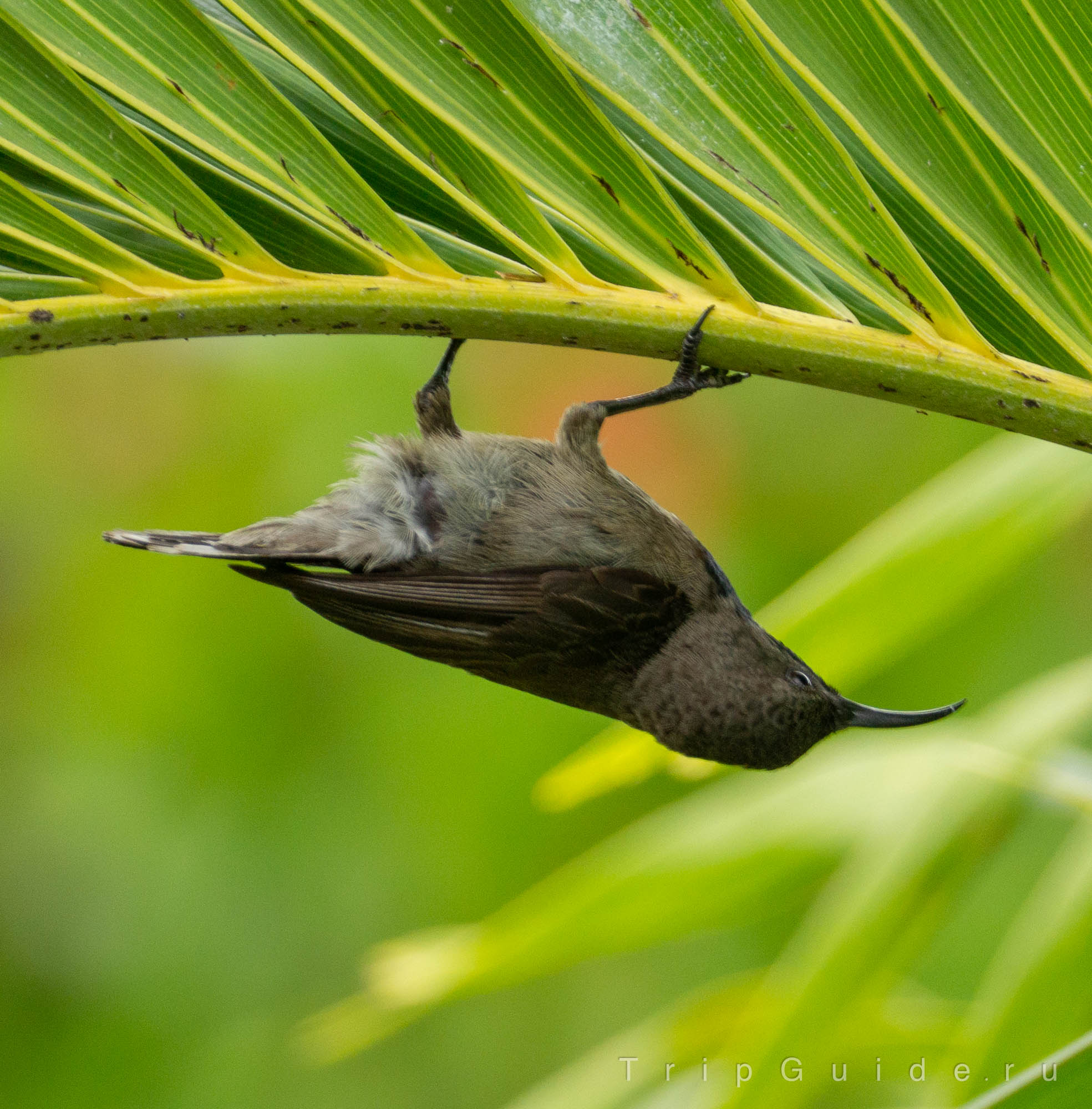 Сейшельская нектарница (Seychelles sunbird)