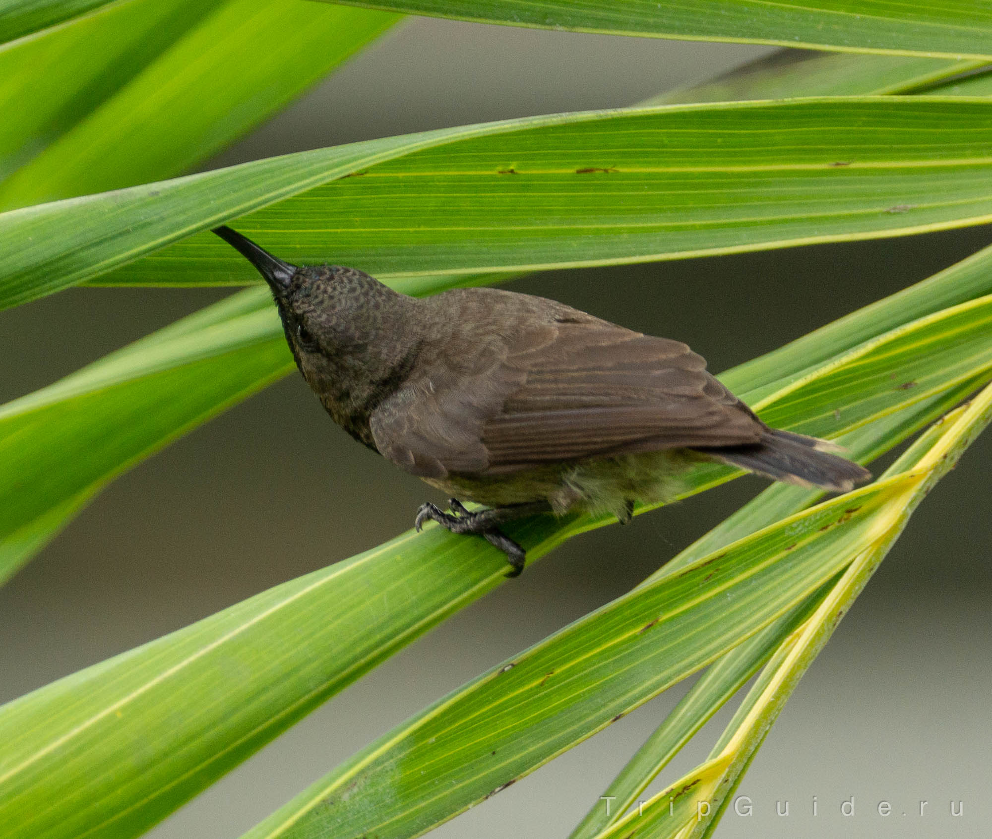 Сейшельская нектарница (Seychelles sunbird)