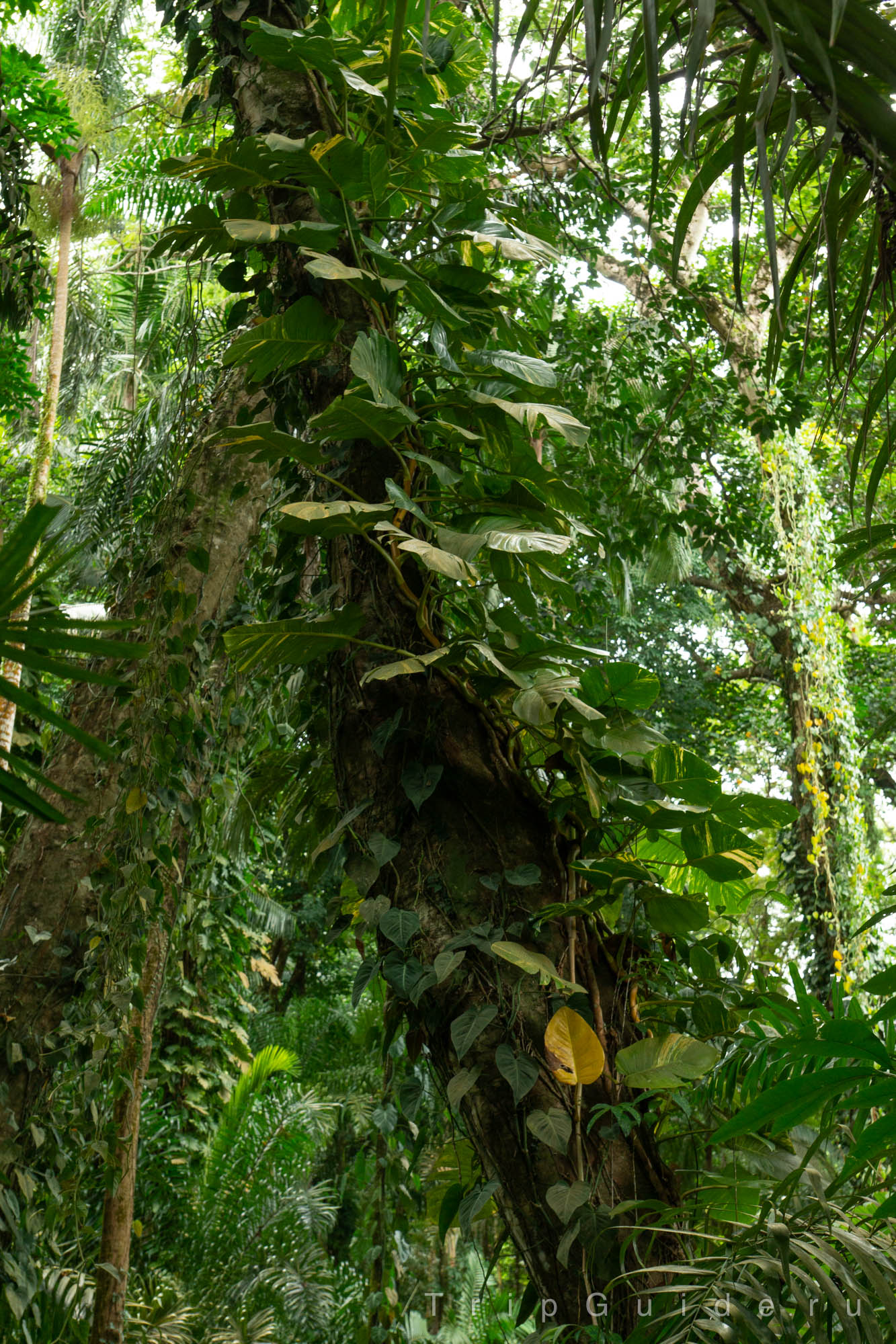Ботанический сад на острове Маэ на Сейшелах, фото 76