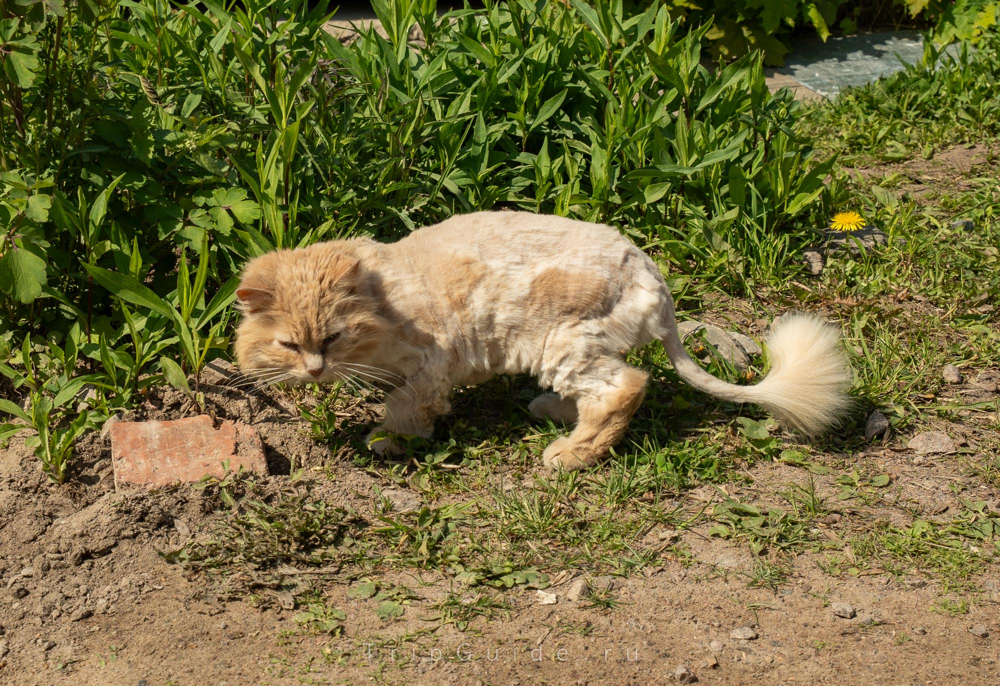 Подстриженный кот