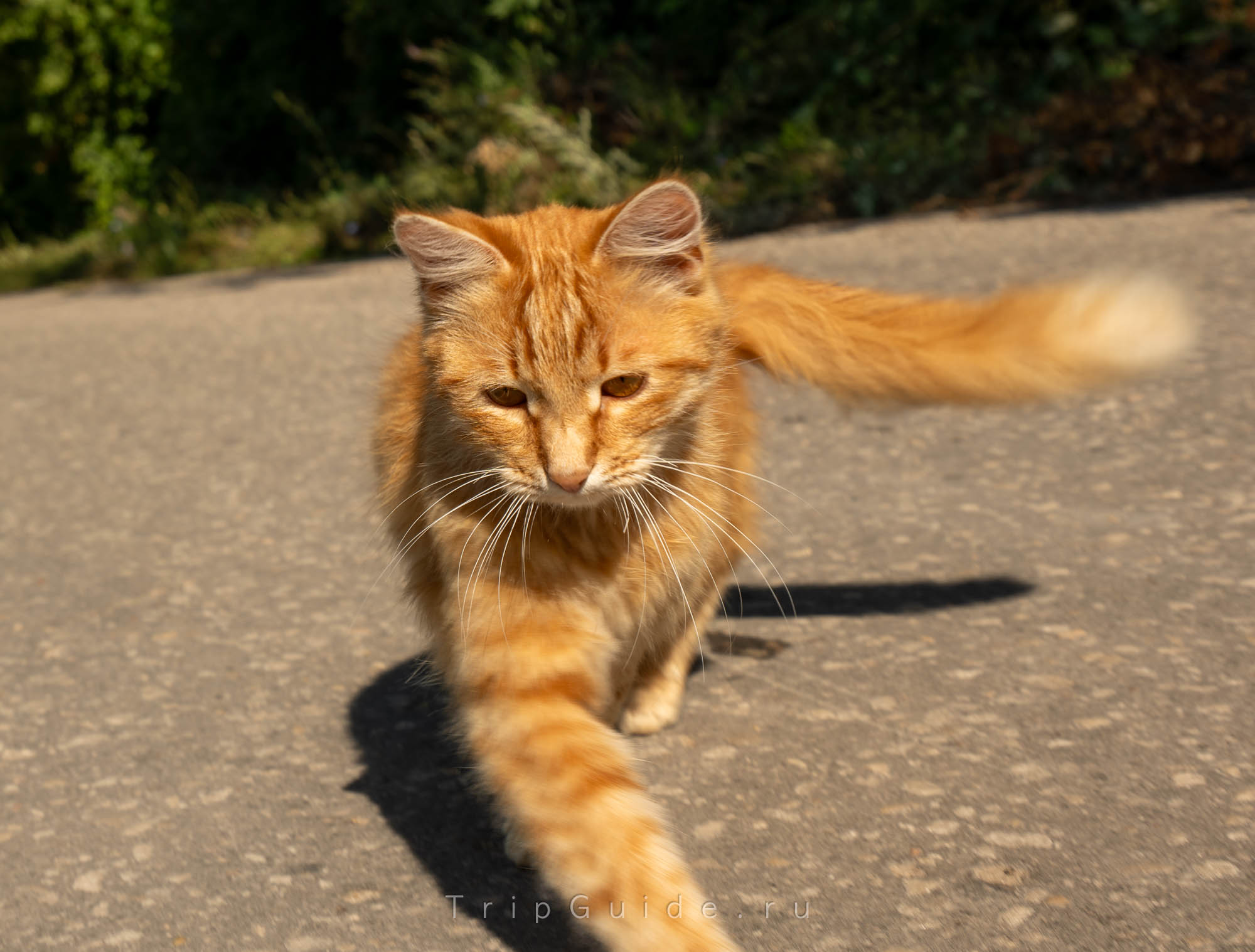 Котик