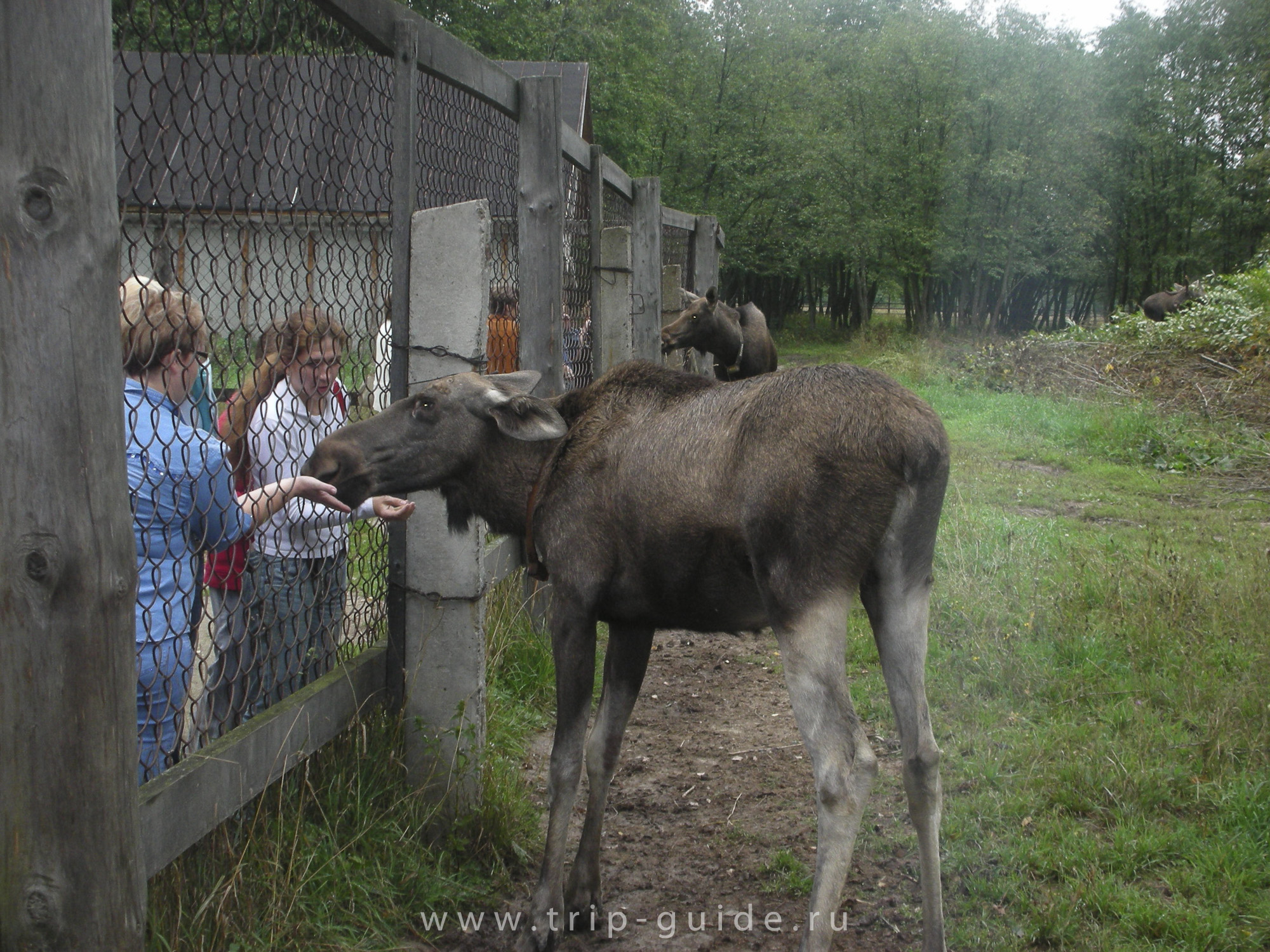 Лосиная ферма в Сумароково