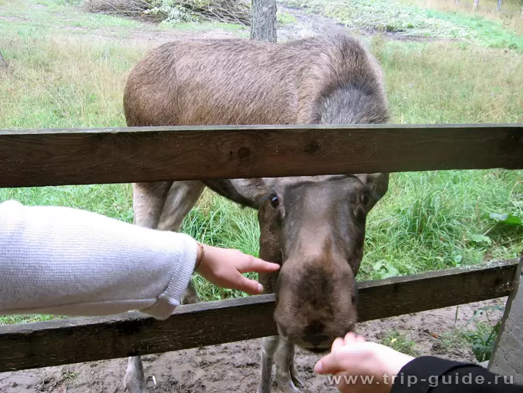 Туристы кормят лосей, фото