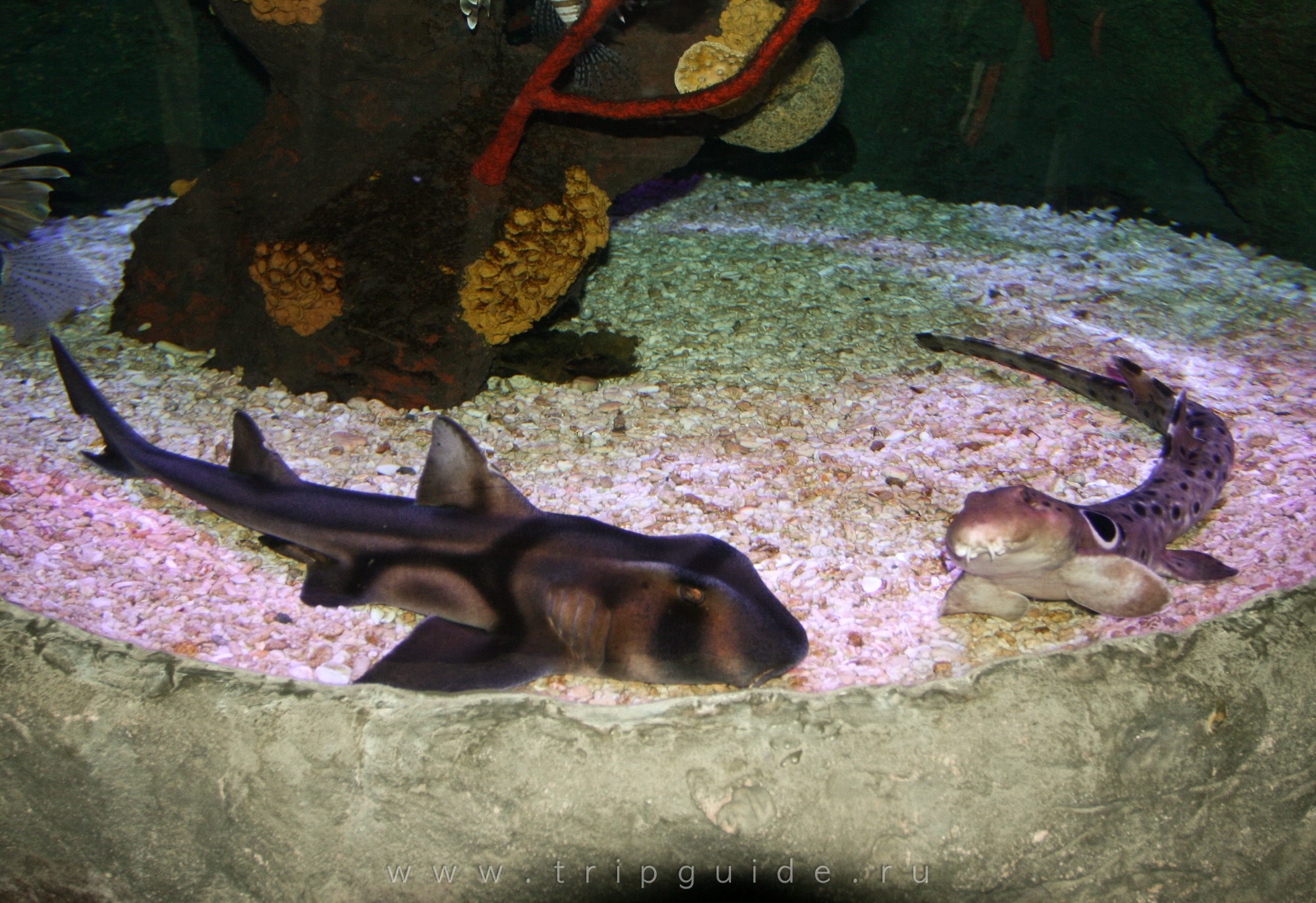 Океанариум SeaLife в Хельсинки, фото 3