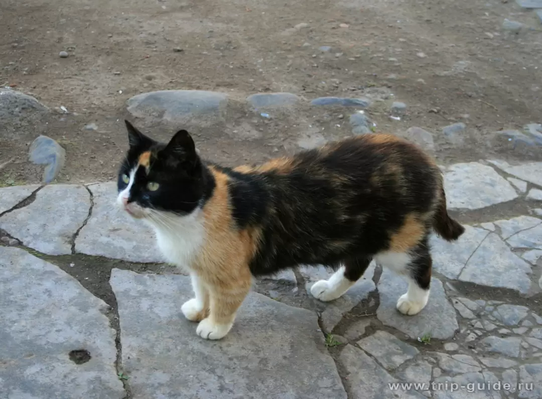 Кошка в Валаамском монастыре